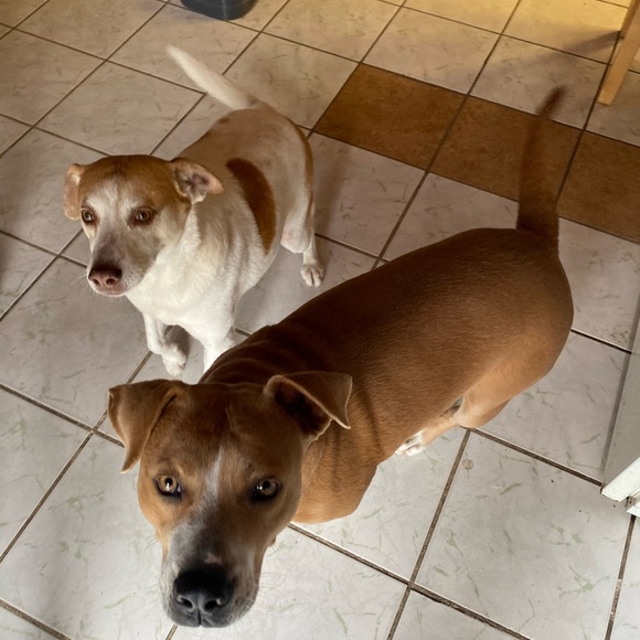 Meet your Posher, Martha - Picture 3 of 5